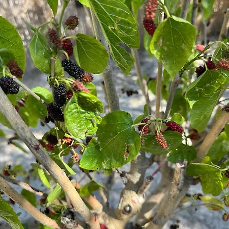 Beka House * Alaçatı