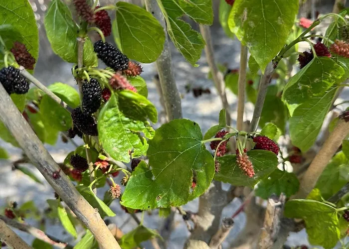 Beka House * Alacati